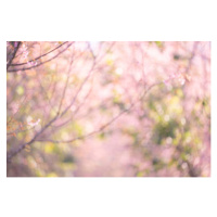 Ilustrace Pink sakura flowers, dreamy romantic spring, Issarawat Tattong, 40 × 26.7 cm