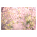 Ilustrace Pink sakura flowers, dreamy romantic spring, Issarawat Tattong, 40 × 26.7 cm