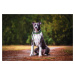 Vsepropejska Bando reflexní vodítko pro psa | 125 cm Barva: Fialová, Šířka vodítka: 2 cm