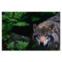 Fotografie Alert Grey Wolf Hunting, Staffan Widstrand, (40 x 26.7 cm)