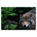 Fotografie Alert Grey Wolf Hunting, Staffan Widstrand, 40 × 26.7 cm