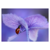 Fotografie Ladybird on purple hydrangea, Ellen van Deelen, 40x26.7 cm