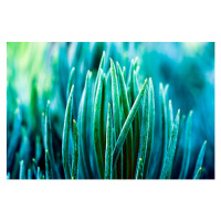 Fotografie Cactus Background, hulya-erkisi, 40 × 26.7 cm