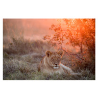 Fotografie Sunset Lioness, Alessandro Catta, 40 × 26.7 cm