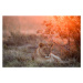 Fotografie Sunset Lioness, Alessandro Catta, 40 × 26.7 cm