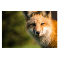 Fotografie A fox., Will Faucher, 40 × 26.7 cm