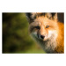 Fotografie A fox., Will Faucher, 40 × 26.7 cm