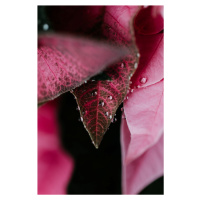 Umělecká fotografie Beautiful detail of pink flowers, Javier Pardina, (26.7 x 40 cm)