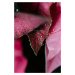 Umělecká fotografie Beautiful detail of pink flowers, Javier Pardina, (26.7 x 40 cm)