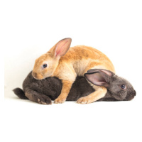 Fotografie orange, brown and gray rex rabbits, dwi septiyana, 40 × 26.7 cm