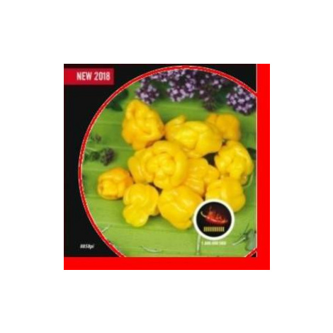Paprika chilli 'Trinidad Moruga Scorpion Yellow' PIQUANT MoravoSeed