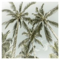 Fotografie Lovely Vintage Palm Trees, Melanie Viola, 40 × 40 cm