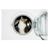 Fotografie Cat in a washing machine, Image Source, (40 x 26.7 cm)