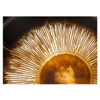 Fotografie Portobello mushroom, Wieteke de Kogel, 40 × 30 cm