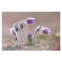 Fotografie Mountain Pasqueflower, Fabrizio Daminelli, 40 × 26.7 cm