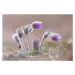 Fotografie Mountain Pasqueflower, Fabrizio Daminelli, 40x26.7 cm