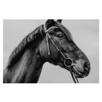 Fotografie Pferd Warmblut Sportpferd Portrait angeschnitten künstlerisch, Tabitha Arn, 40 × 26.7