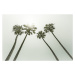 Fotografie Vintage palm trees in the sun, Melanie Viola, 40 × 26.7 cm