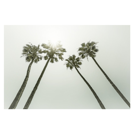 Fotografie Vintage palm trees in the sun, Melanie Viola, 40 × 26.7 cm