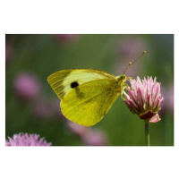 Fotografie Close-up of butterfly pollinating on pink, Liliya Lily  / 500px, (40 x 26.7 cm)