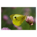Umělecká fotografie Close-up of butterfly pollinating on pink, Liliya Lily  / 500px, (40 x 26.7 