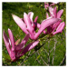 Šácholan liliokvětý 'Nigra' květináč 2,5 litru, výška 40/60cm, keř