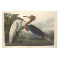 John James (after) Audubon - Obrazová reprodukce Purple Heron, 1835, (40 x 26.7 cm)