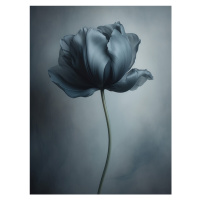 Fotografie Black Flower 1, Bilge Paksoylu, 30 × 40 cm