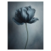 Fotografie Black Flower 1, Bilge Paksoylu, 30 × 40 cm