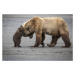 Fotografie A Little Bear Hug, Renee Doyle, 40 × 26.7 cm