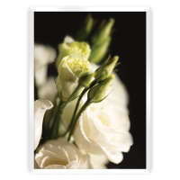 Dekoria Plakát Dark Flowers I, 70 x 100 cm, Volba rámku: Bílý