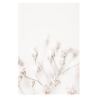 Fotografie Pink Small Flowers, Studio Collection, 26.7x40 cm