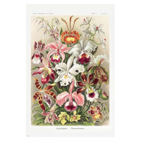 Plakát, Obraz - Ernst Haeckel - Orchideen, 31 × 91.5 cm