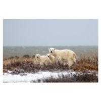 Fotografie Bear family, Alessandro Catta, 40 × 26.7 cm