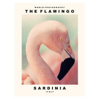 Fotografie The Flamingo (Sardinia, Italy), 30 × 40 cm