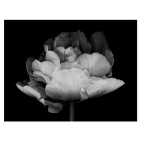 Fotografie XXXL: Monocrhome Double Tulip, OGphoto, 40 × 30 cm