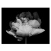 Fotografie XXXL: Monocrhome Double Tulip, OGphoto, 40 × 30 cm