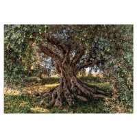 KOMR 135-8 Obrazová fototapeta Komar Olive Tree - olivovník toskánský, velikost 368 x 254 cm