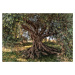 KOMR 135-8 Obrazová fototapeta Komar Olive Tree - olivovník toskánský, velikost 368 x 254 cm