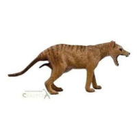 Collecta thylacine tygr tasmánský samice