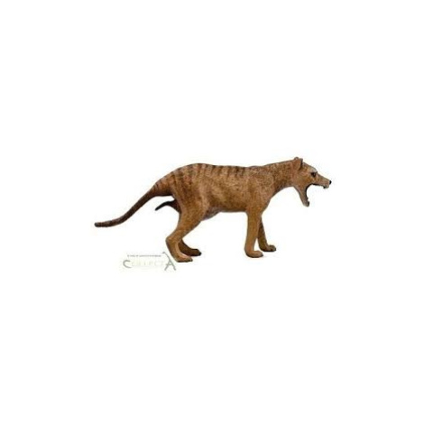 Collecta thylacine tygr tasmánský samice