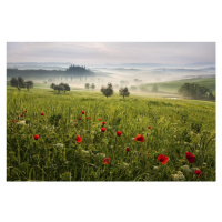 Fotografie Tuscan spring, Daniel, (40 x 26.7 cm)