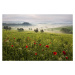 Fotografie Tuscan spring, Daniel, 40x26.7 cm
