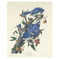 John James (after) Audubon - Obrazová reprodukce Blue Jay, 1831, (35 x 40 cm)
