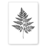 Dekoria Plakát Fern Grey, 40 x 50 cm, Ramka: Biała