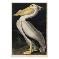 Obrazová reprodukce American White Pelican, 1836, John James (after) Audubon, 26.7 × 40 cm