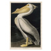 Obrazová reprodukce American White Pelican, 1836, John James (after) Audubon, 26.7 × 40 cm