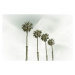 Fotografie Coastal Palm Trees | Vintage, Melanie Viola, 40 × 26.7 cm