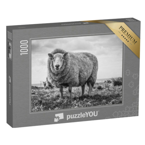 puzzle 1000 dílků „Detailní záběr ovce na poli, Irsko“