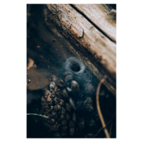 Umělecká fotografie Spider hole between wood, Javier Pardina, (26.7 x 40 cm)